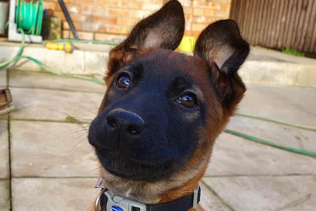 Trainee police dog Zero has joined West Yorkshire Police.