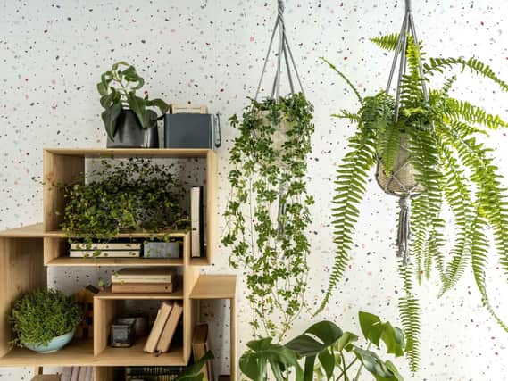 Sarah is a fan of biophilic design both at home and at work and uses plants to create feel-good factor