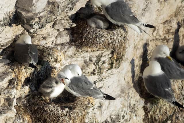 From April to August the Bempton Cliffs, which are also home to the largest kittiwake colony in mainland Britain, come alive with nest-building adults and young chicks  Picture:  Danny Lawson/PA Wire
