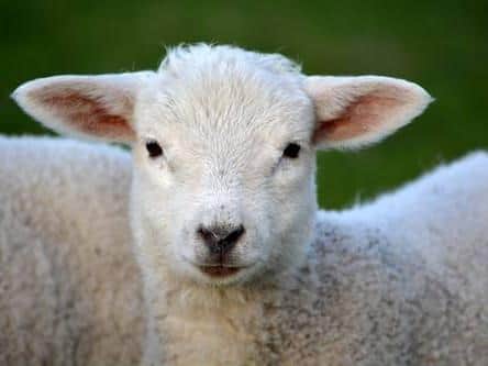 A generic picture of a sheep.