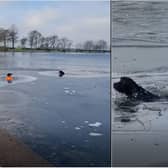 Rex Jarvis saves the dog from the lake in Pontefract Park (photo and video: Paula Town).