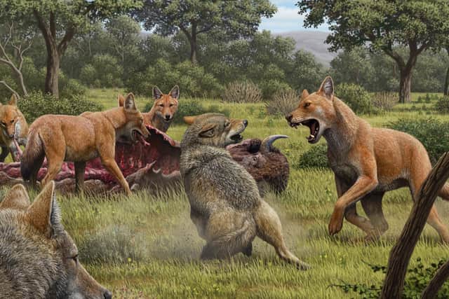 Pictured, somewhere in Southwestern North America during the late Pleistocene, a pack of dire wolves (Canis dirus) are feeding on their bison kill, while a pair of grey wolves (Canis lupus) approach in the hopes of scavenging. One of the dire wolves rushes in to confront the grey wolves, and their confrontation allows a comparison of the bigger, larger-headed and reddish-brown dire wolf with its smaller, grey relative. Artwork credit: Mauricio Antón/Nature