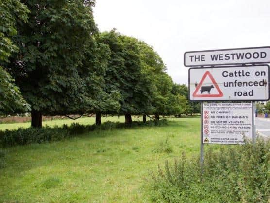 The girl was walking on Beverley Westwood when she was attacked by the dog.