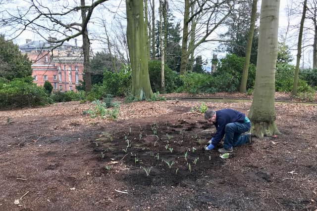 Volunteers have planted hundreds of thousands of bulbs over the past three years to increase snowdrop spread
