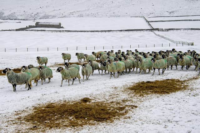 They breed Swaledales and farm cattle