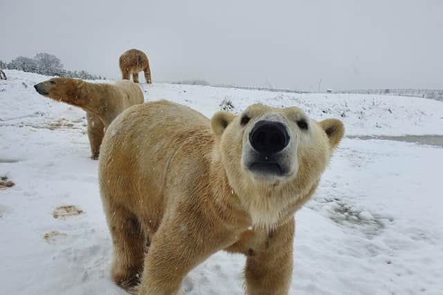 These pictures show the animals at Yorkshire Wildlife Park enjoying the snow
cc YWP