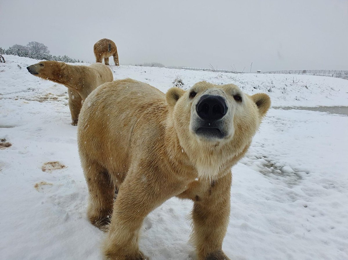 These pictures show the animals at Yorkshire Wildlife Park enjoying the snow  | Yorkshire Post