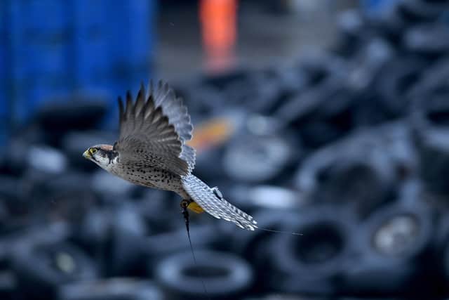Midas the Lanner Falcon at Dewsbury Waste Recycling Centre, Dewsbury. The falcons are used to scare the seagulls off. Picture by Simon Hulme