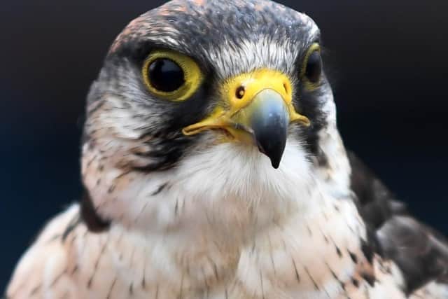 Midas theLanner Falcon at Dewsbury Waste Recycling Centre, Dewsbury.  Picture by Simon Hulme