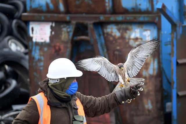 Jim Brown pictured with Midas his Lanner Falcon at Dewsbury Waste Recycling Centre, Dewsbury. Picture by Simon Hulme