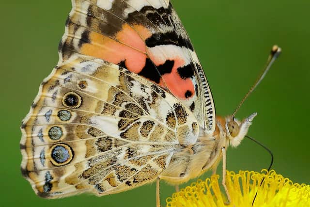 A painted lady butterfly on a dandelion. Picture: Iain H Leach/PA