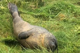 A seal has been photographed on the riverbank near Tadcaster Bridge today - after reportedly swimming more than 50 miles from Hull.