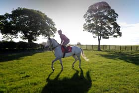 Lord Glitters in a paddock at the North Yorkshire stables of David O'Meara last summer.