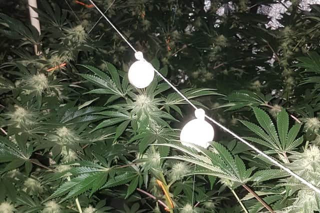 A cannabis grow discovered in Royston.