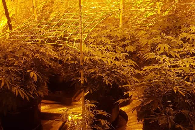 A cannabis grow also discovered in Royston, Barnsley.