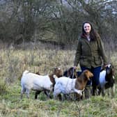 The goats are conservation grazing at Tophill Nature Reserve