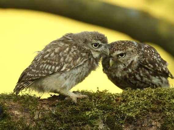 Wildlife artist Robert Fuller has a new project filming little owls