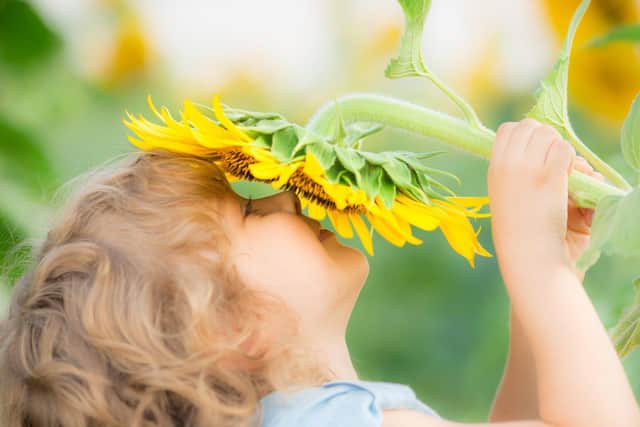 A child sniffing a sunflower. Picture: iStock/PA.