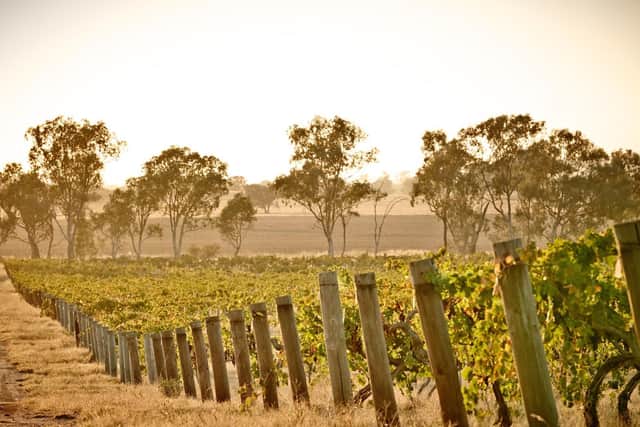 Rutherglen vineyards are some of Australia's most historic.  (Picture: Ewen Bell/Wine Australia).
