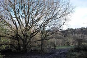 Trees in the Rotary Wood near to Harrogate Spring Water's building are under threat from the company's expansion plans.Picture Gerard Binks