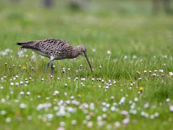 Threatened bird species such as curlew benefit from measures put in by farmers, land managers and gamekeepers.