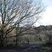Trees near Harrogate Spring Water at Harlow Moor Road, Harrogate.