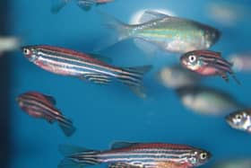 Pictured, Zebrafish, a species of small exotic fish. Academics from the University of Bradford  have taken a major step towards developing new treatments for cancer and dementia, thanks to studying them. Photo credit: Getty Images
