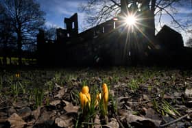 The first crocuses of the year are begininng to appear at Kirkstall Abbey. Photo: Simon Hulme.