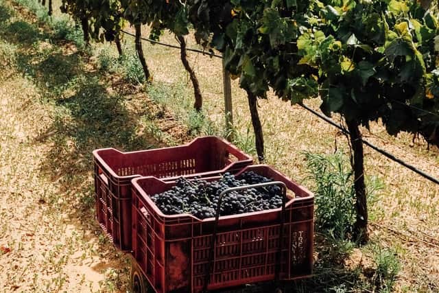 Wines being harvested on the island.