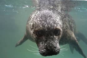 A curious seal at Scarborough Sealife Centre Picture: Richard Ponter