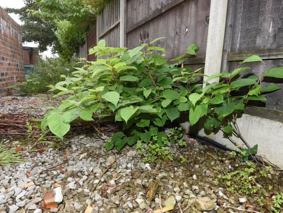 'Japanese Knotweed is not the kind of neighbour you want to discover', says Gareth Shaw.