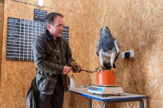 Charlie Heap, director of The National Centre for Birds of Prey, weighing Zonda, a Grey Buzzard Eagle, aged seven.