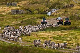 The Calvert men gather the sheep