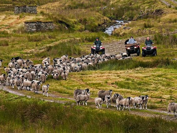 The Calvert men gather the sheep
