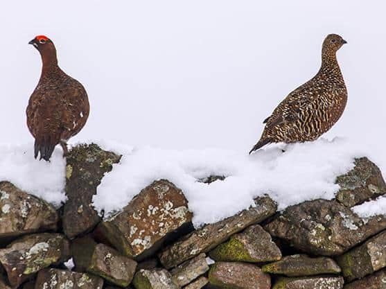 Red grouse live on the farm, which is near a managed shooting estate
