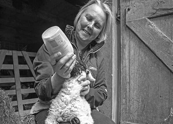 Glenda Calvert feeds a lamb