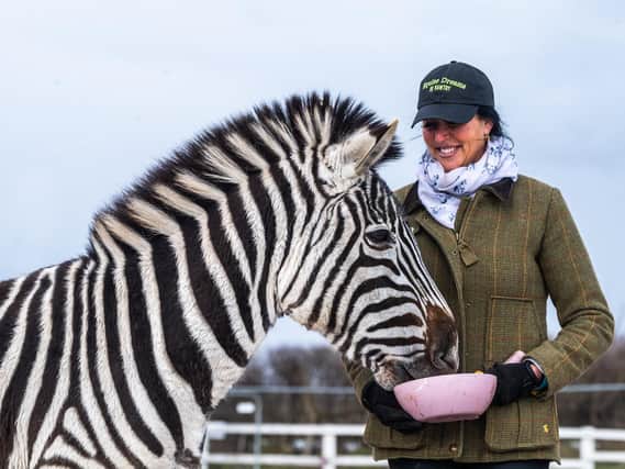 Ziggy the zebra, pictured with owner Bev Griffiths, lives in Bawtry at the Equine Dreams centre.