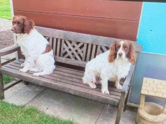 Two of the stolen gundogs