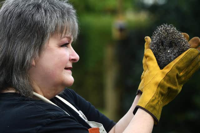 Lucy Felgate-Baumberg at Lucky Hedgehog Rescue near Hull with Pickle the hedgehog Picture: Jonathan Gawthorpe