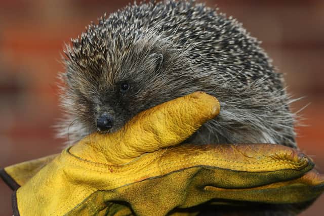Hedgehogs are in decline and are are now listed as "vulnerable" Picture: Jonathan Gawthorpe
