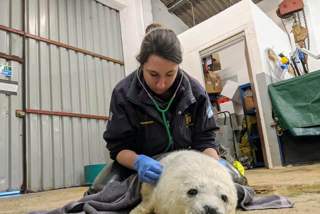 A seal is checked over in an episode of The Highland Vet (Credit: Daisybeck Studios/MCG)