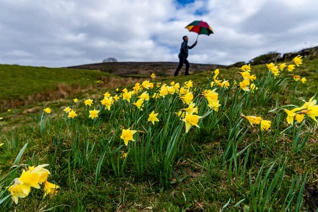 The beautiful valley of Farndale lies at the heart of the North York Moors and boasts a fantastic display of daffodils.