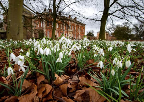 Snowdrops at Beningbrough Hall yesterday. Photo: Bruce Rollinson