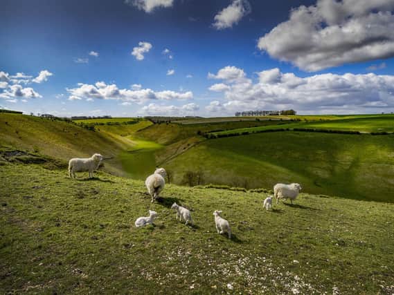 Sheep on a hillside overlooking a Wolds valley formed by a glacier millennia ago Picture: James Hardisty