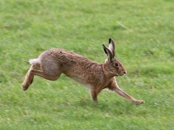 A police clampdown on illegal hare coursing in East Yorkshire has led to action against 10 people