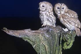 The two owls are expecting chicks