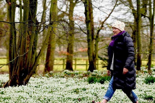 Pictured, Olivia Cunliffe-Lister custodian at Burton Agnes Hall near Bridlington amongst the snow drops on the woodland walk in the grounds. Photo credit: JPIMediaResell/ Gary Longbottom