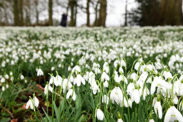 Previously up to 6,000 people would visit on a daily basis for the annual snowdrop event but this year it is limited to up to 200 locals each day. Photo credit: JPIMediaResell/ Gary Longbottom