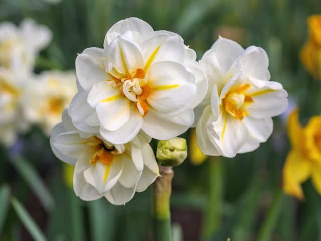 The Narcissus 'Sir Winston Churchill'. daffodil. Picture: PA/iStock