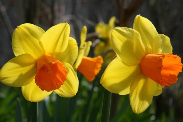 The Narcissus 'Jetfire' daffodil. Picture: iStock/PA.